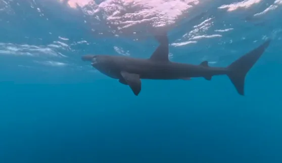 Cap d’Agde : une rencontre inattendue avec un jeune requin pèlerin