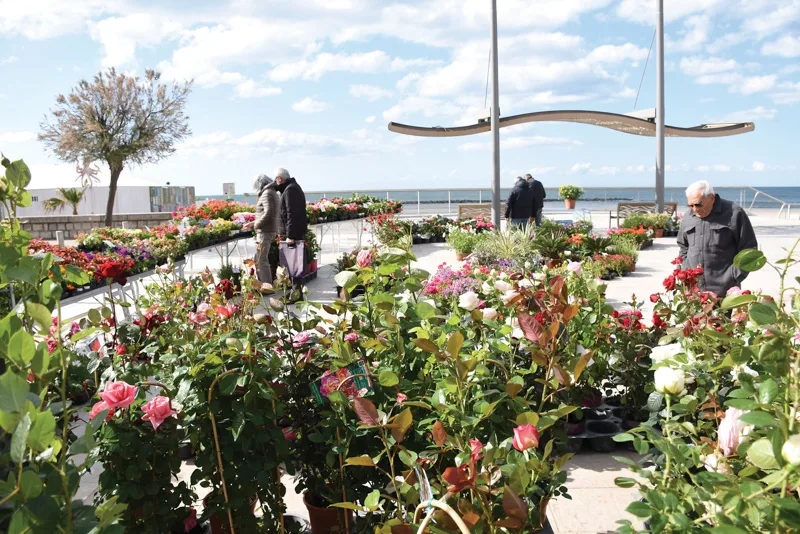 Cap d’Agde ou Grau d’Agde : vide-grenier solidaire ou floralies, que faire ce dimanche ?