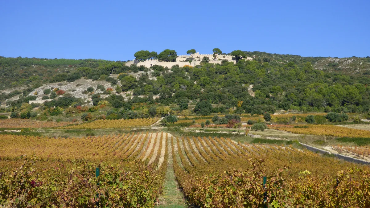 Concours des vins de la Vallée de l’Hérault : 203 cuvées jugées, le palmarès attendu le 4 juin