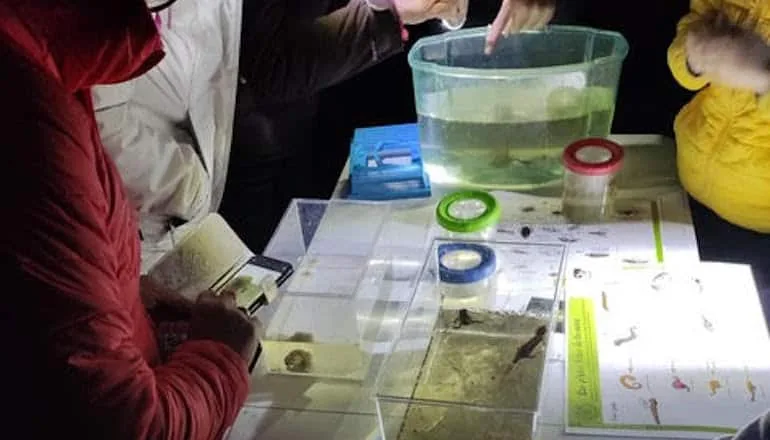 Le Grau d'Agde : se plonger dans des mares qui grouillent de grenouilles
